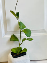 Load image into Gallery viewer, Classic Sweetheart Hoya (Hoya Kerrii)