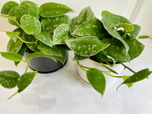 Load image into Gallery viewer, Satin Pothos (Scindapsus Pictus Argyraeus)