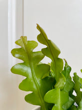 Load image into Gallery viewer, Ric Rac Cactus (Epiphyllum anguliger)