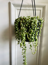 Load image into Gallery viewer, Variegated String of Pearls (Senecio or Curio rowleyanus f. variegatus)