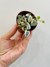 Load image into Gallery viewer, Variegated String of Hearts (Ceropegia woodii variegata )