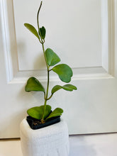 Load image into Gallery viewer, Classic Sweetheart Hoya (Hoya Kerrii)