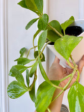 Load image into Gallery viewer, Hoya Pachyclada