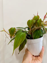 Load image into Gallery viewer, Velvet Heartleaf Philodendron (Philodendron Micans )