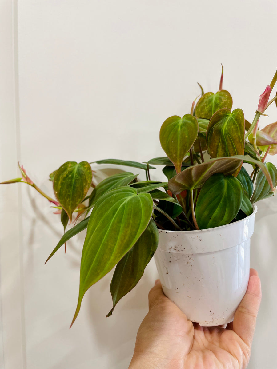 Velvet Heartleaf Philodendron (Philodendron Micans ) – Happy Sunrize