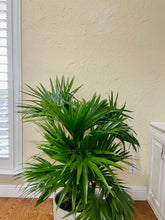 Load image into Gallery viewer, Fan palm tree (Cocos nucifera)
