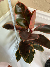 Load image into Gallery viewer, Ficus Elastica Red Ruby