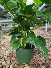 Load image into Gallery viewer, Japanese Aralia (Fatsia Japonica Variegata)