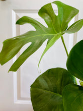 Load image into Gallery viewer, Monstera Deliciosa