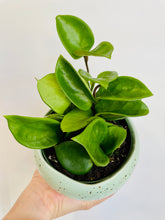 Load image into Gallery viewer, Hoya Chelsea