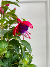 Load image into Gallery viewer, Fuchsia