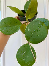 Load image into Gallery viewer, Hoya Obovata