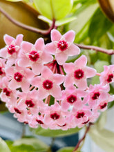 Load image into Gallery viewer, Hoya Carnosa Krimson Queen