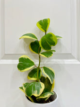 Load image into Gallery viewer, Hoya Kerrii Variegated (Hoya Kerrii Albo)