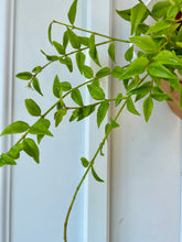 Load image into Gallery viewer, Hoya Bella