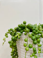 Load image into Gallery viewer, String of Pearls (Senecio Rowleyanus)