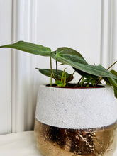 Load image into Gallery viewer, Velvet Heartleaf Philodendron (Philodendron Micans )