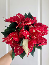 Load image into Gallery viewer, Christmas Poinsettias