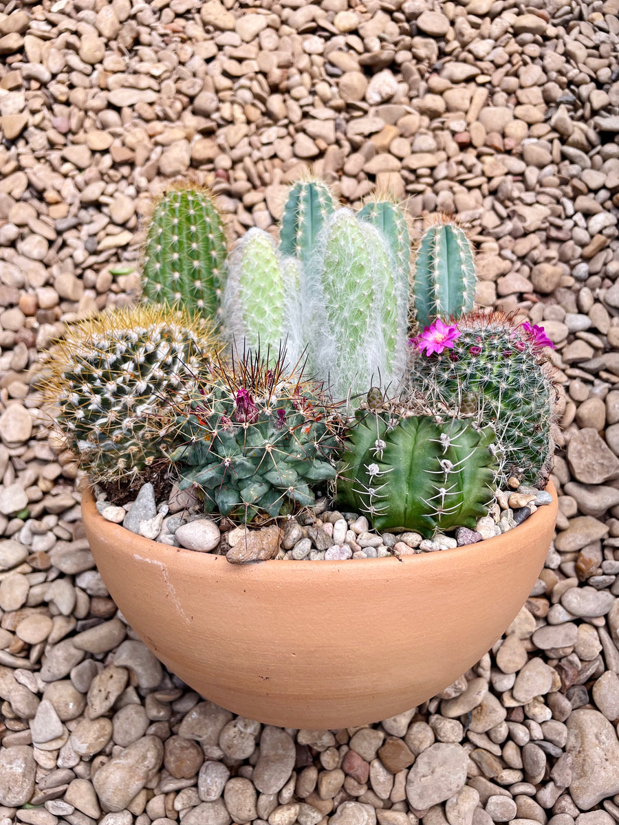 Potted cactus – Happy Sunrize