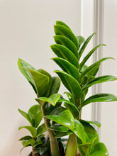 Load image into Gallery viewer, ZZ Raven and Zenzi ZZ