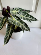 Load image into Gallery viewer, Amazon Taro (Alocasia Amazonica Bambino)