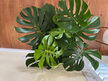 Load image into Gallery viewer, Monstera Deliciosa