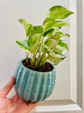 Load image into Gallery viewer, Manjula Pothos (Epipremnum aureum)