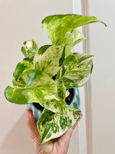Load image into Gallery viewer, Manjula Pothos (Epipremnum aureum)