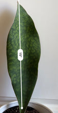 Load image into Gallery viewer, Whale Fin Plant (Sansevieria Masoniana)