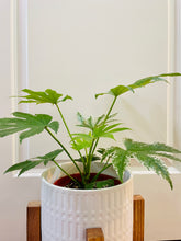 Load image into Gallery viewer, Japanese Aralia (Fatsia Japonica Variegata)