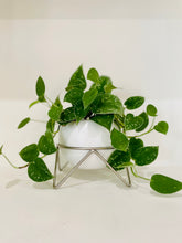 Load image into Gallery viewer, Satin Pothos (Scindapsus Pictus Argyraeus)