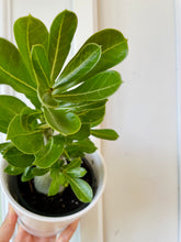 Load image into Gallery viewer, Desert rose (Adenium Obesum)