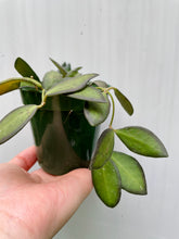 Load image into Gallery viewer, Hoya sp aff Burtoniae