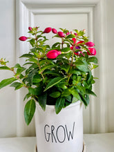 Load image into Gallery viewer, Fuchsia