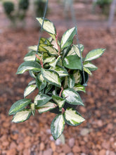 Load image into Gallery viewer, Hoya Carnosa Krimson Princess