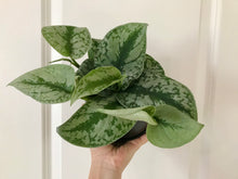 Load image into Gallery viewer, Satin Pothos (Scindapsus Pictus Exotica)