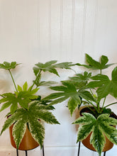 Load image into Gallery viewer, Japanese Aralia (Fatsia Japonica Variegata)