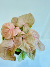 Load image into Gallery viewer, Pink Arrowhead Plant (Syngonium Podophyllum Pink Allusion)