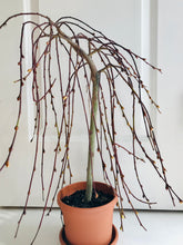 Load image into Gallery viewer, The Tree of Enchantment