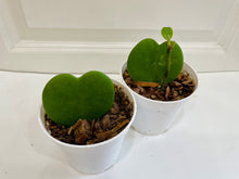 Load image into Gallery viewer, Classic Sweetheart Hoya (Hoya Kerrii)