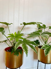 Load image into Gallery viewer, Japanese Aralia (Fatsia Japonica Variegata)