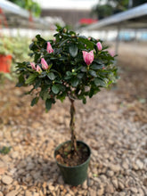 Load image into Gallery viewer, Florist Azaleas (Rhododendron simsii )