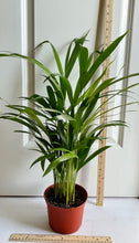 Load image into Gallery viewer, Areca Palm (Chrysalidocarpus lutescens)