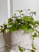 Load image into Gallery viewer, Speckled Planter
