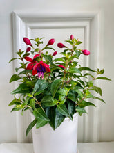 Load image into Gallery viewer, Fuchsia