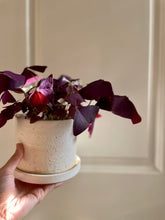 Load image into Gallery viewer, Purple Shamrock (Oxalis Triangularis)