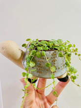 Load image into Gallery viewer, Take it Slow