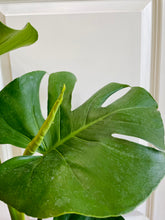 Load image into Gallery viewer, Monstera Deliciosa