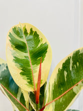 Load image into Gallery viewer, Ficus Elastica Tineke