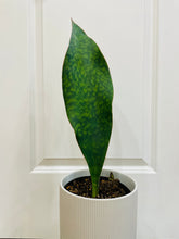 Load image into Gallery viewer, Whale Fin Plant (Sansevieria Masoniana)